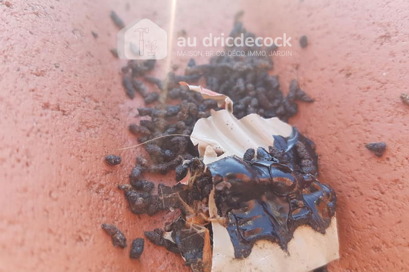 crotte-de-lerot-ou-loir-au-dridecock