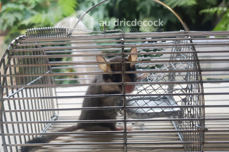 loir-ou-lerot-au-dridecock