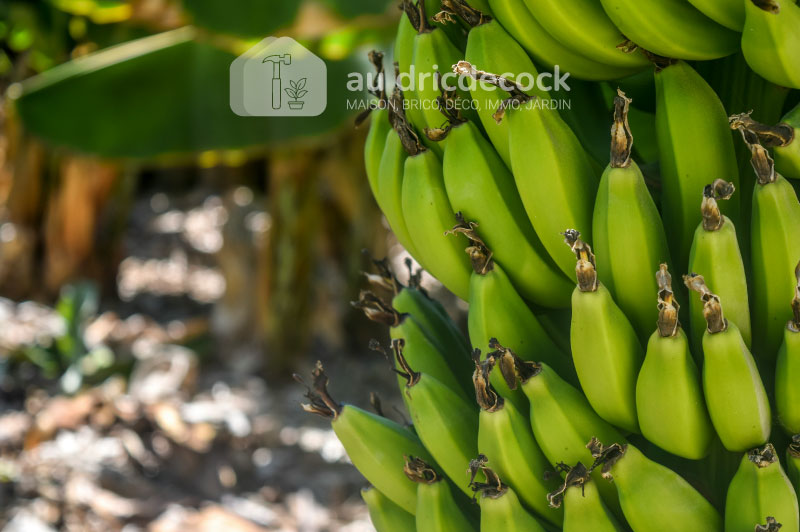 Mon bananier est en fleur : que faire pour obtenir une belle récolte de bananes ?