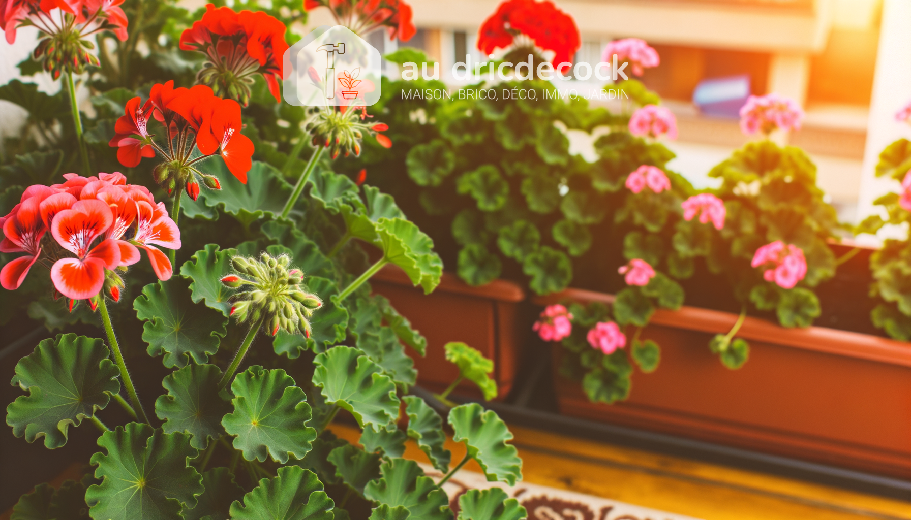 Combien de géranium par jardinière : densité et esthétique