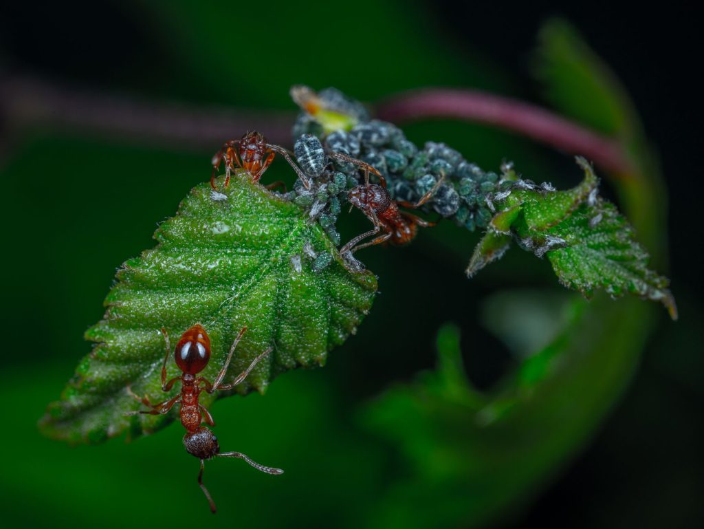 Fourmis circulant près d une colonie de pucerons sur une feuille verte