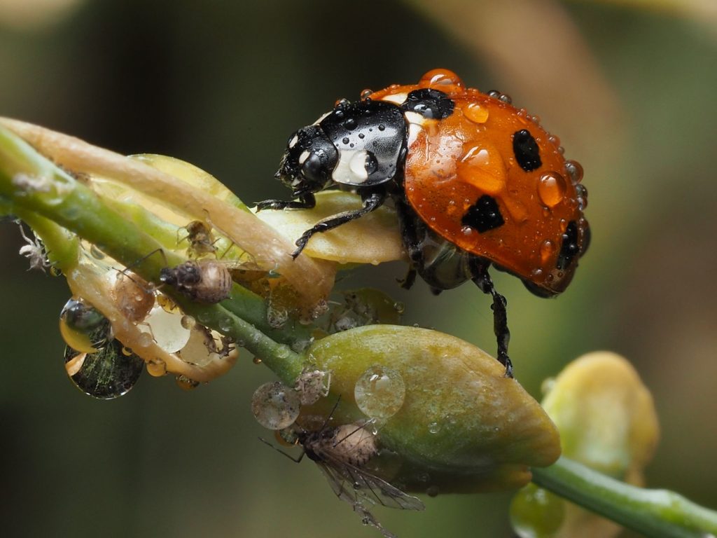 Coccinelle posée sur une feuille verte au jardin