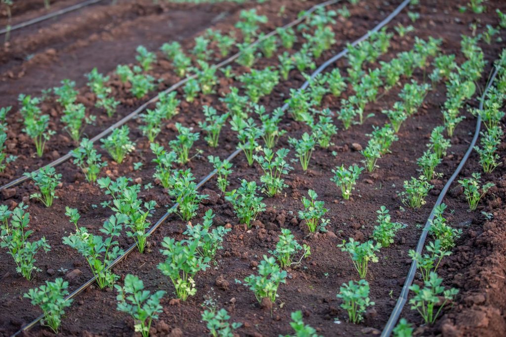Système de goutte-à-goutte au potager pour un arrosage économe et ciblé