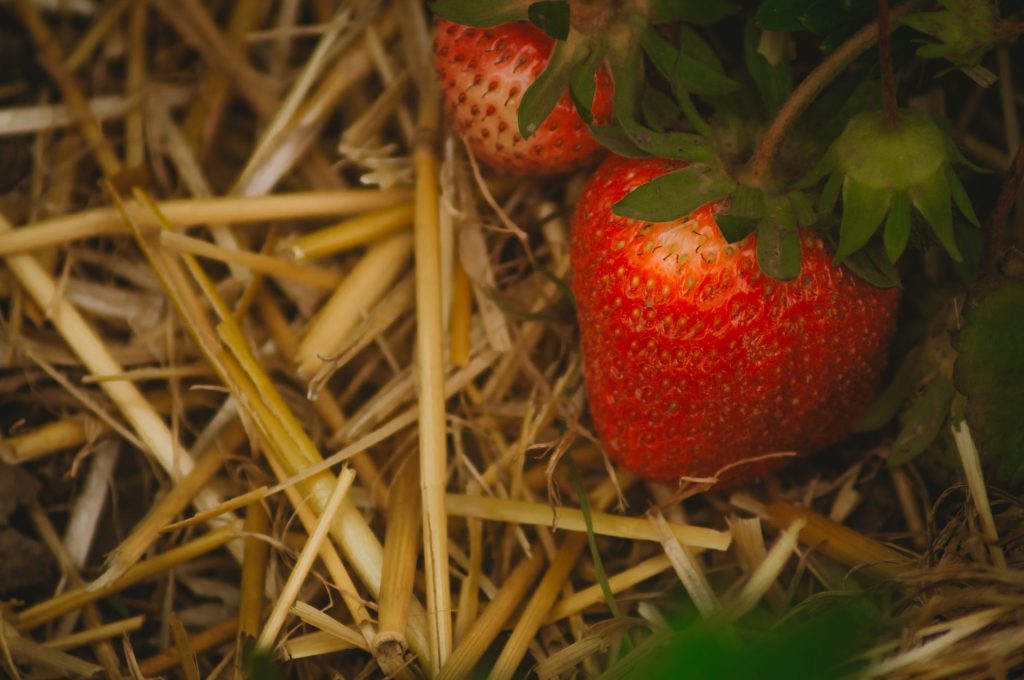 Paillage au pied de plants de légumes pour conserver l'humidité du sol