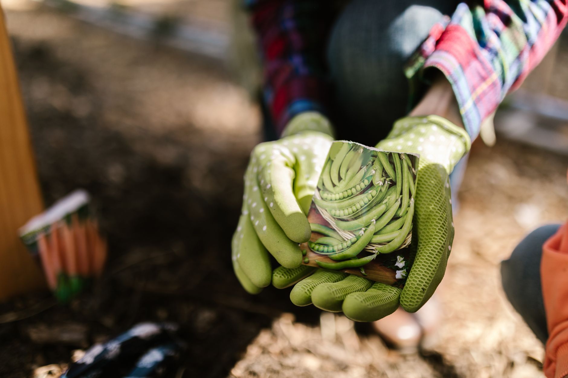 Récolter et conserver les graines de son potager pour ressemer l’année prochaine