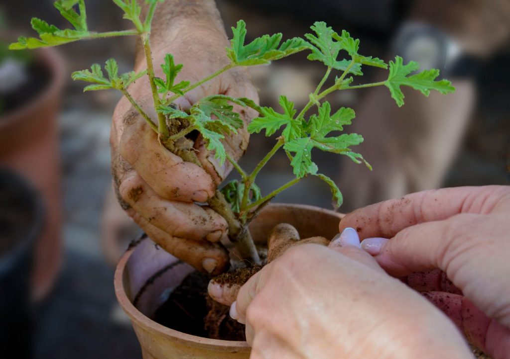 Plantes répulsives en pots pour éloigner naturellement les moustiques