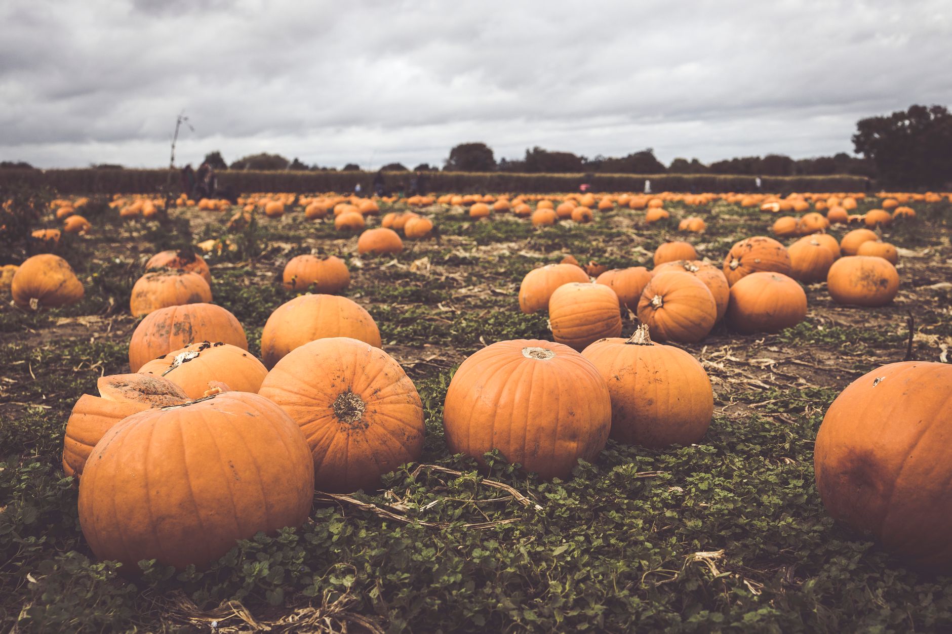 Récolter et conserver ses courges : maturité, ressuyage et stockage jusqu&rsquo;au printemps