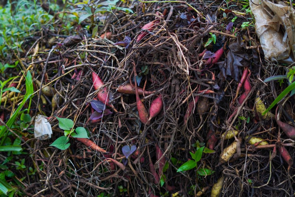 Tas de compost en décomposition avec feuilles et déchets végétaux au jardin