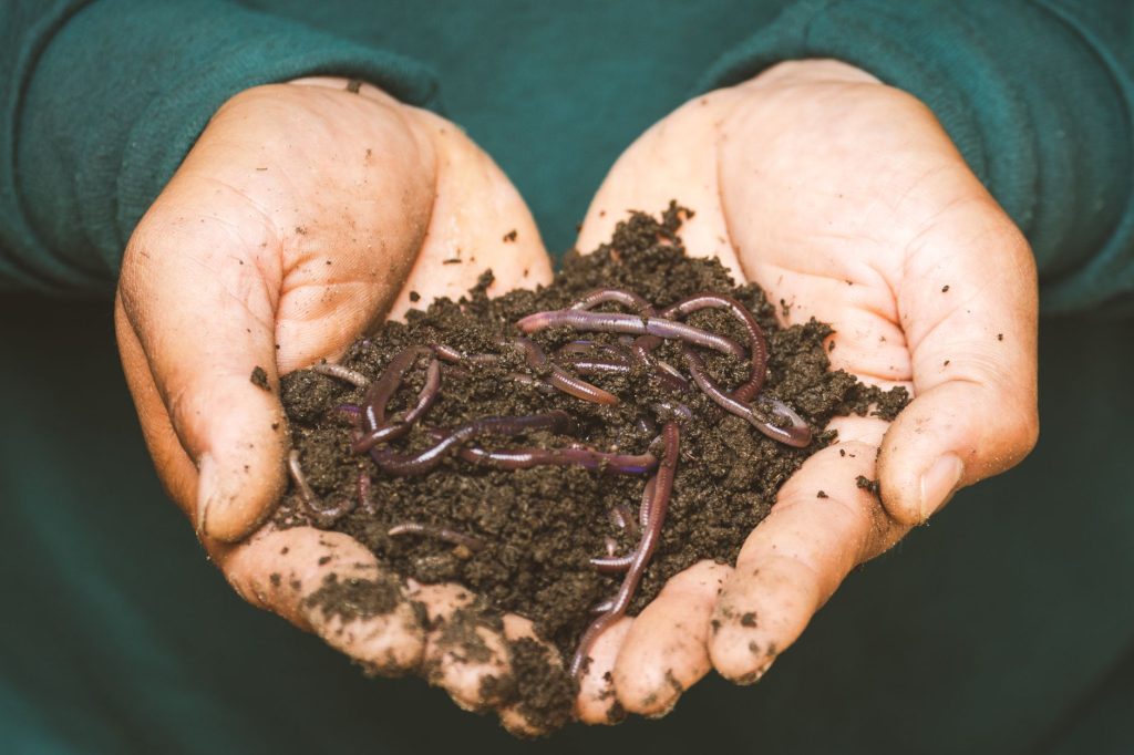 Mains tenant du compost mûr brun foncé et grumeleux