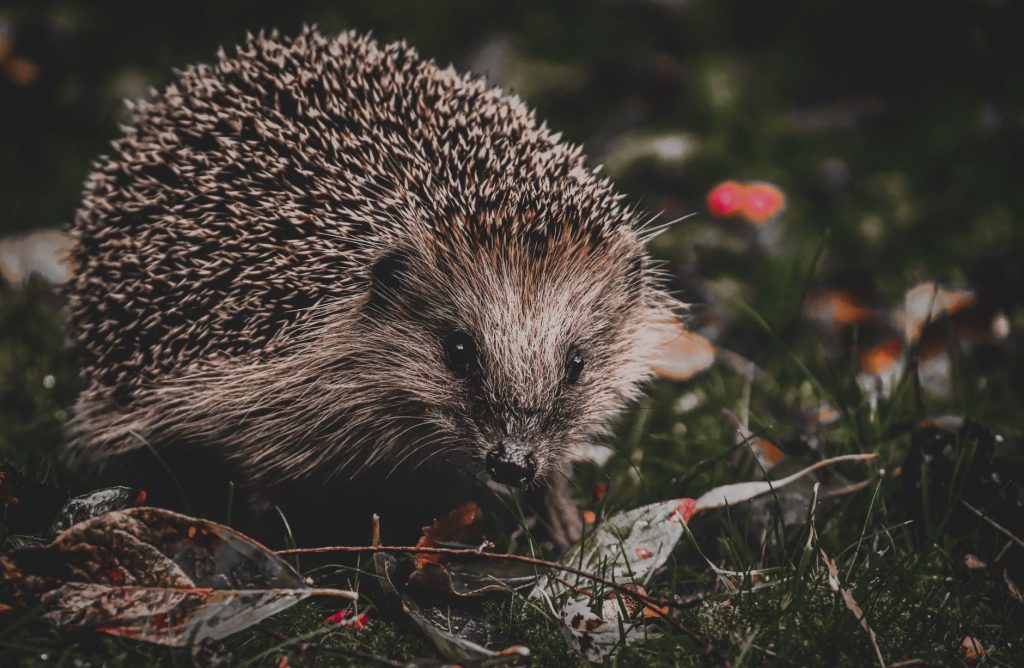 Hérisson cherchant un abri parmi les feuilles mortes au jardin