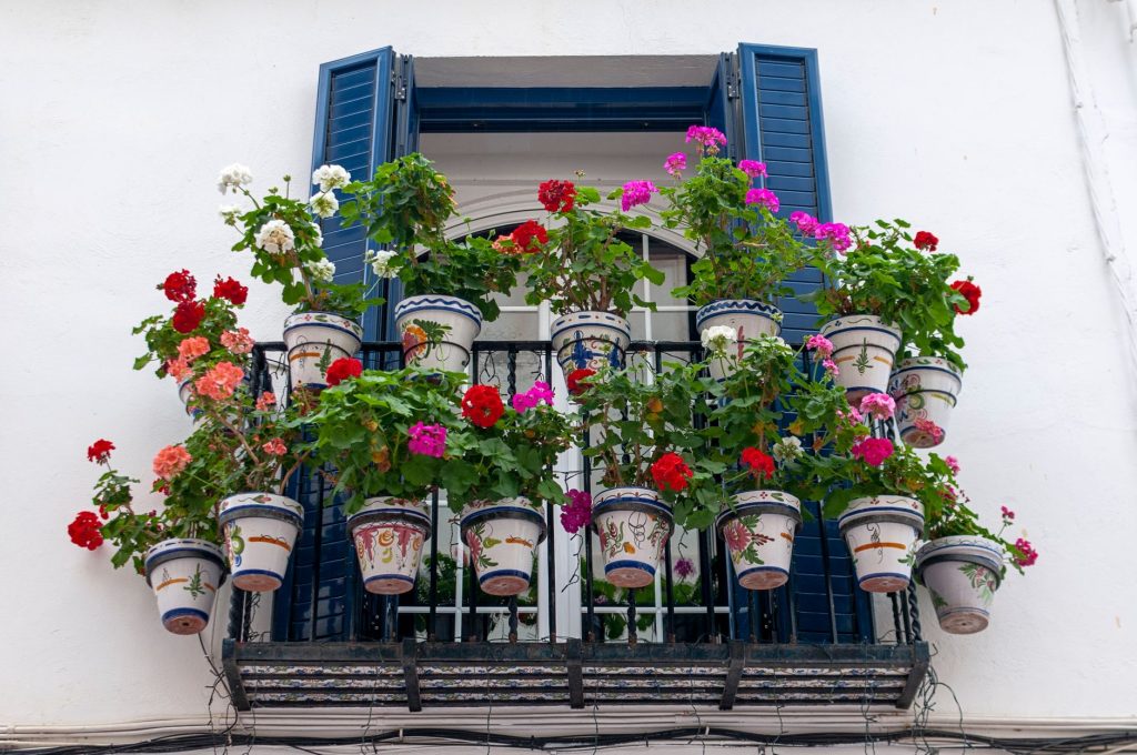 Géraniums en pot sur un balcon à rentrer avant l'automne