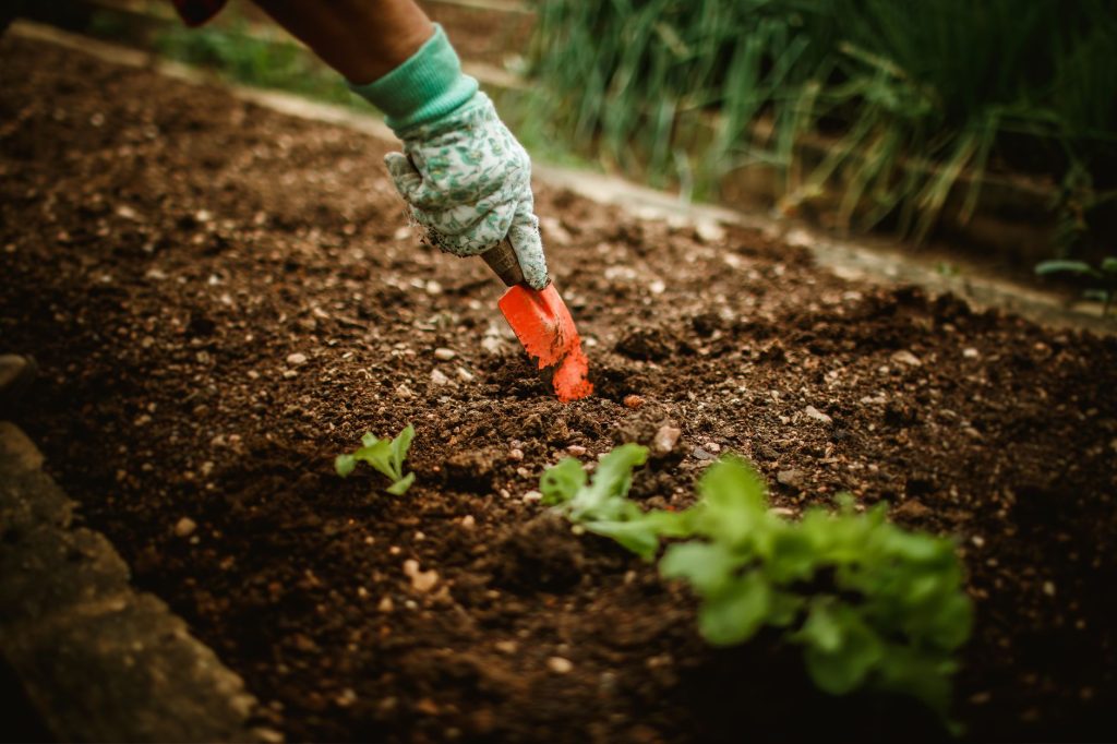 Planche de potager préparée et ratissée avant la plantation des bulbes d'automne