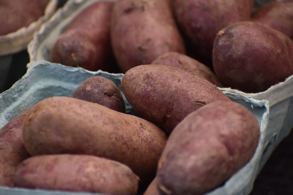 Pommes de terre fraîchement arrachées posées sur la terre du potager