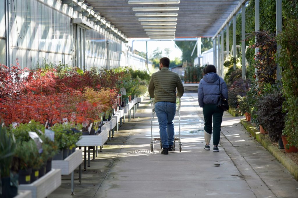 Rentrée des plantes en pot à l'abri avant l'hiver