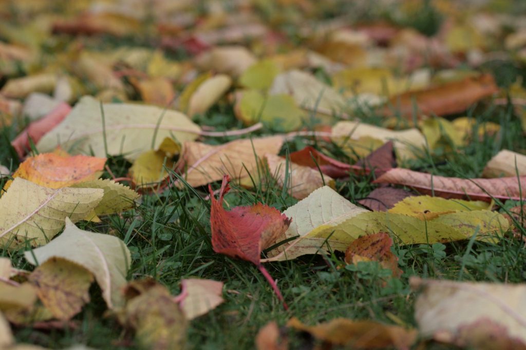 Feuilles mortes colorées recouvrant le sol d'un jardin en automne