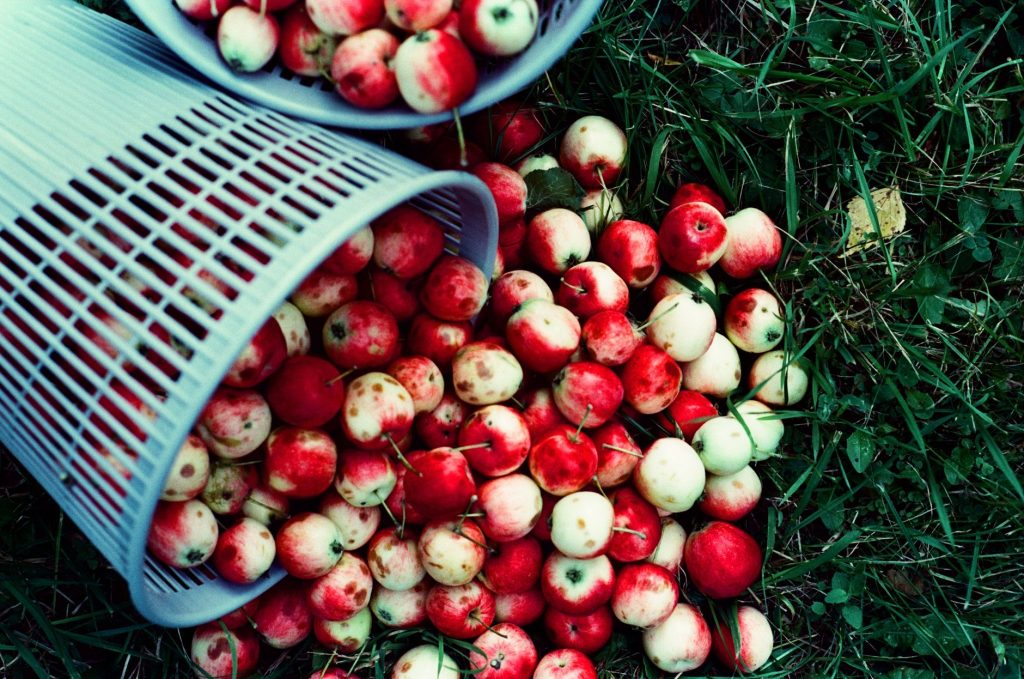 Cueillette de pommes mûres à la main dans un verger en septembre