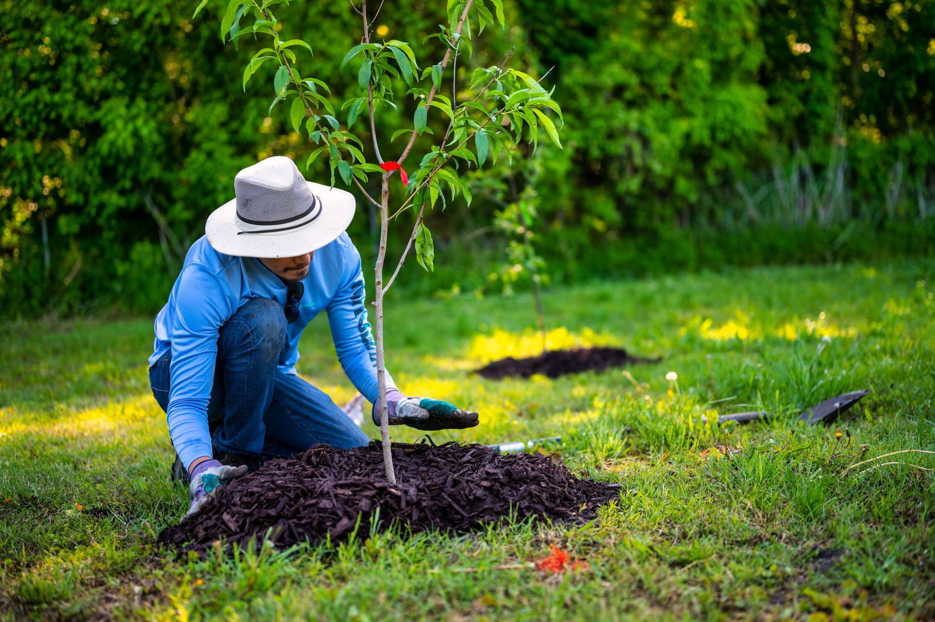 Jardinier plantant un jeune arbre au jardin