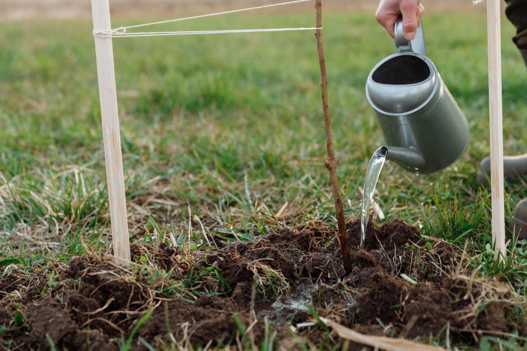 Arrosage d un jeune arbre après la plantation